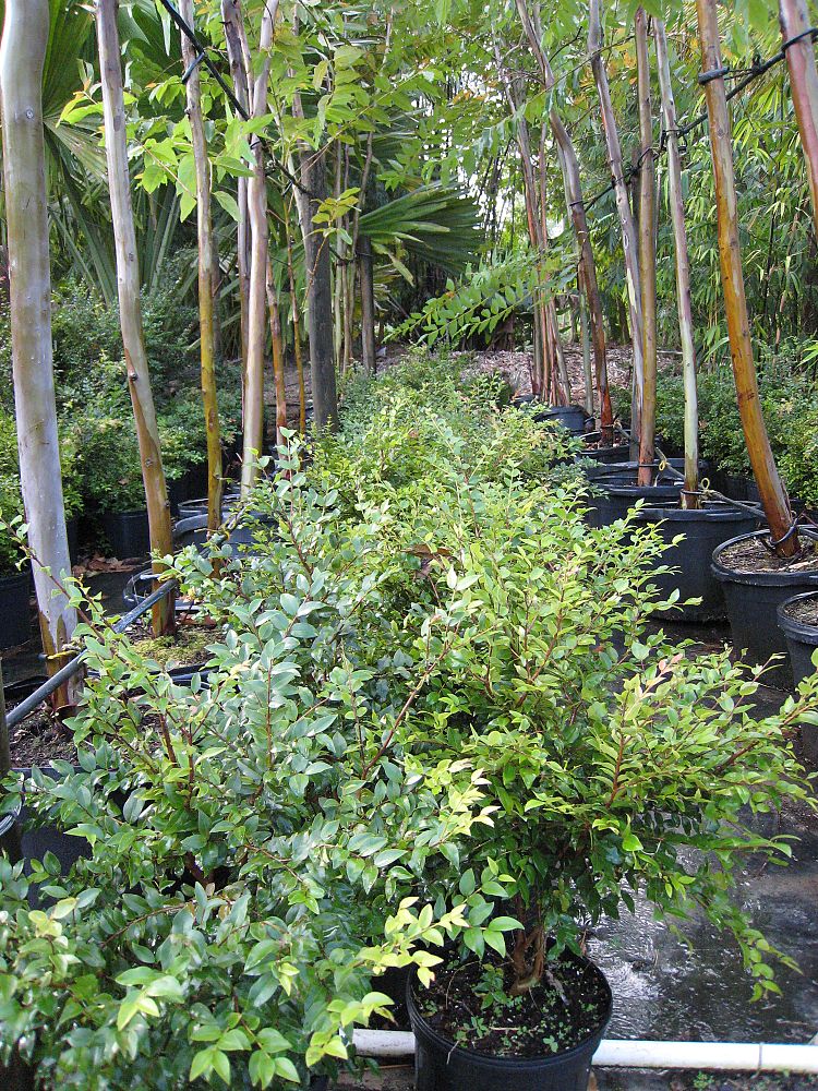plinia-cauliflora-jaboticaba-myrciaria-cauliflora