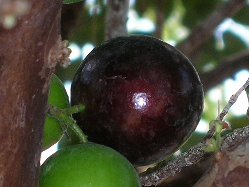 plinia-cauliflora-jaboticaba-myrciaria-cauliflora