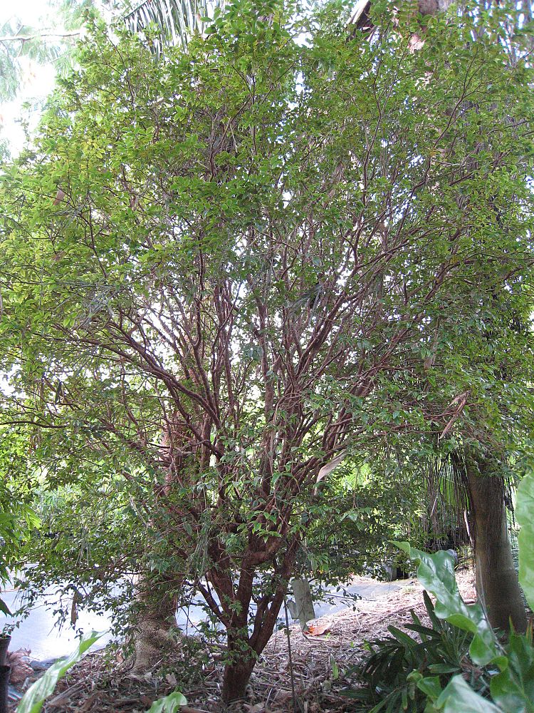 plinia-cauliflora-jaboticaba-myrciaria-cauliflora