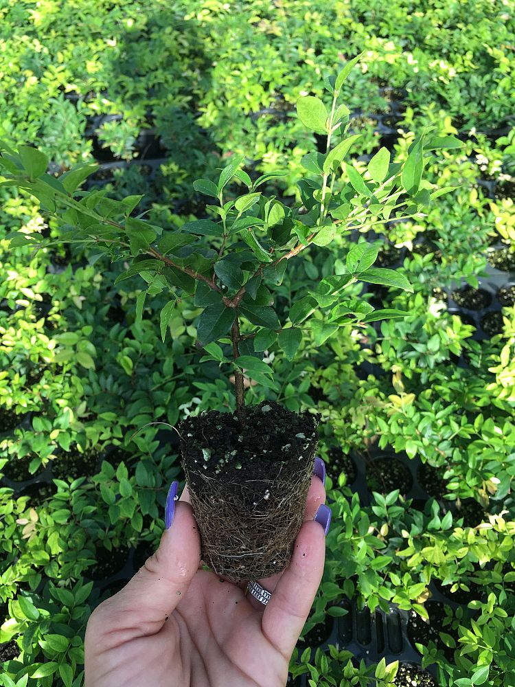 plinia-cauliflora-jaboticaba-myrciaria-cauliflora