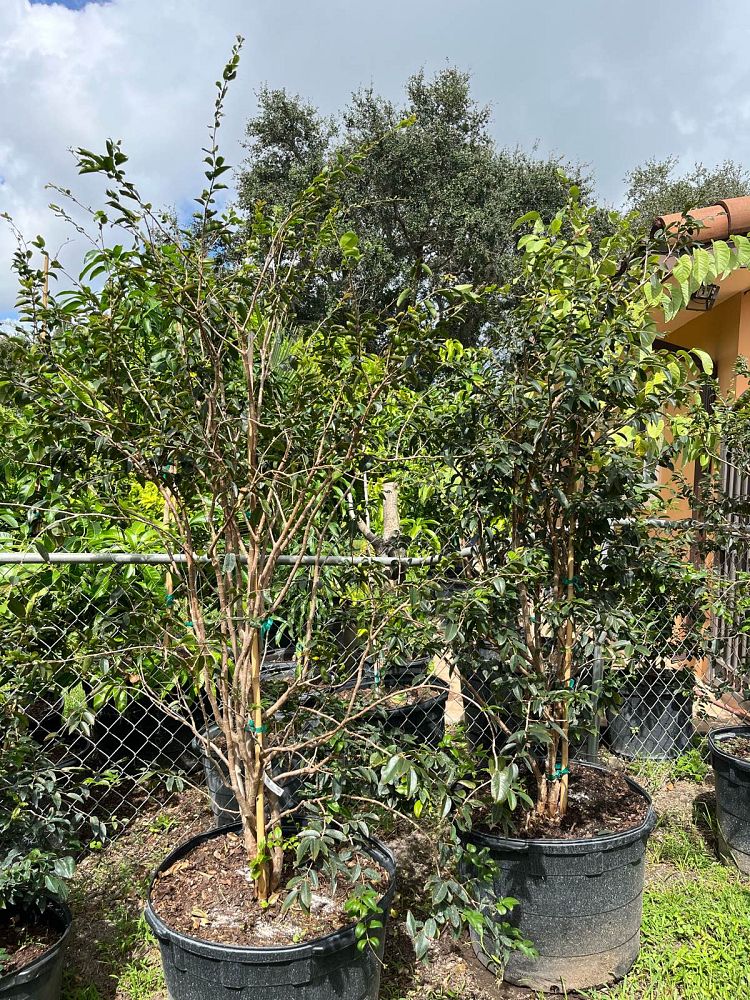 plinia-cauliflora-jaboticaba-myrciaria-cauliflora
