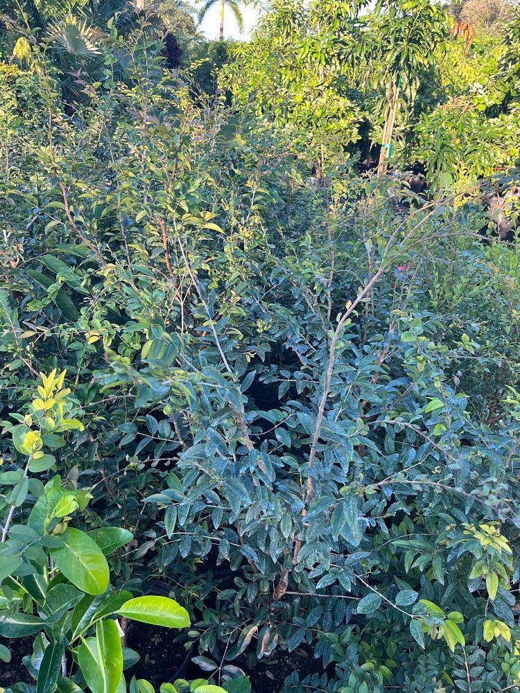 plinia-cauliflora-jaboticaba-myrciaria-cauliflora