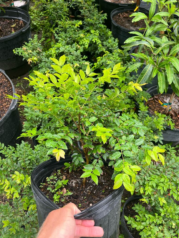 plinia-cauliflora-jaboticaba-myrciaria-cauliflora