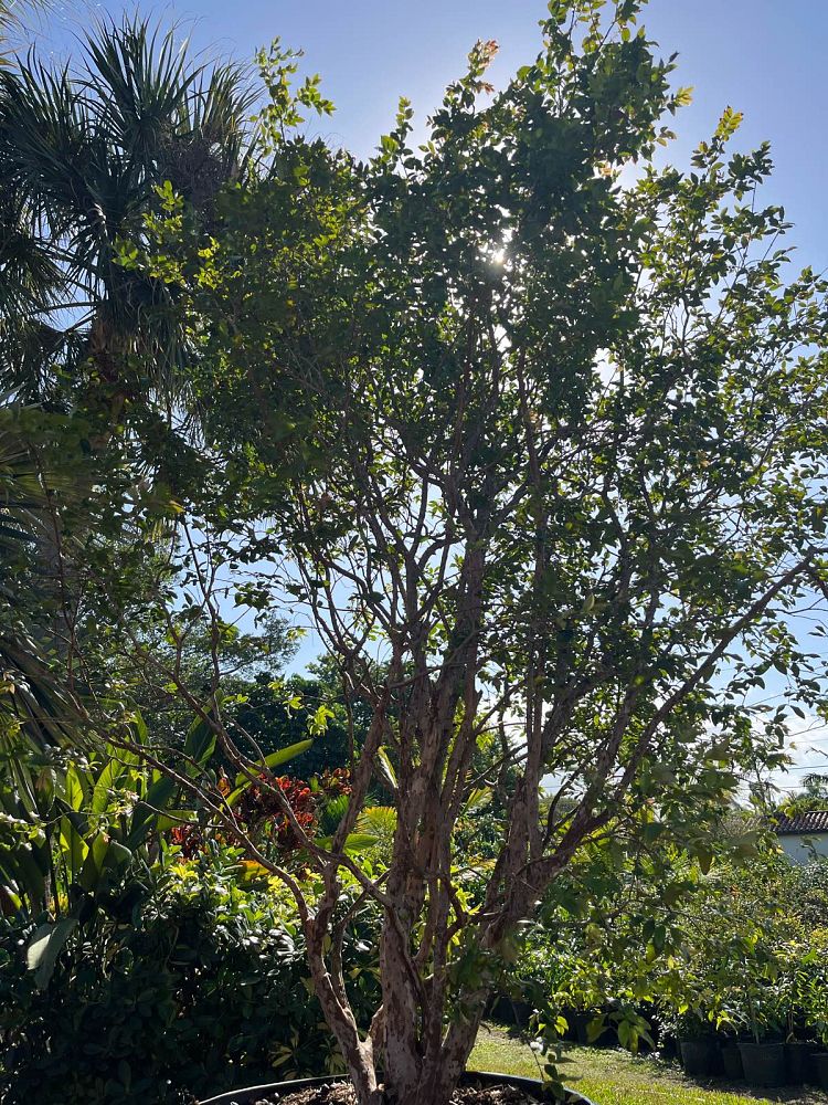 plinia-cauliflora-jaboticaba-myrciaria-cauliflora