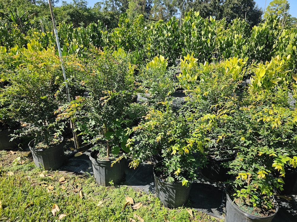 plinia-cauliflora-jaboticaba-myrciaria-cauliflora