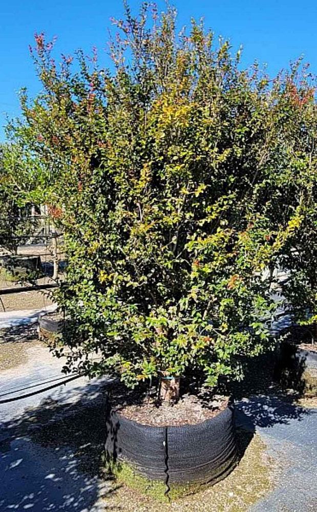 plinia-cauliflora-jaboticaba-myrciaria-cauliflora