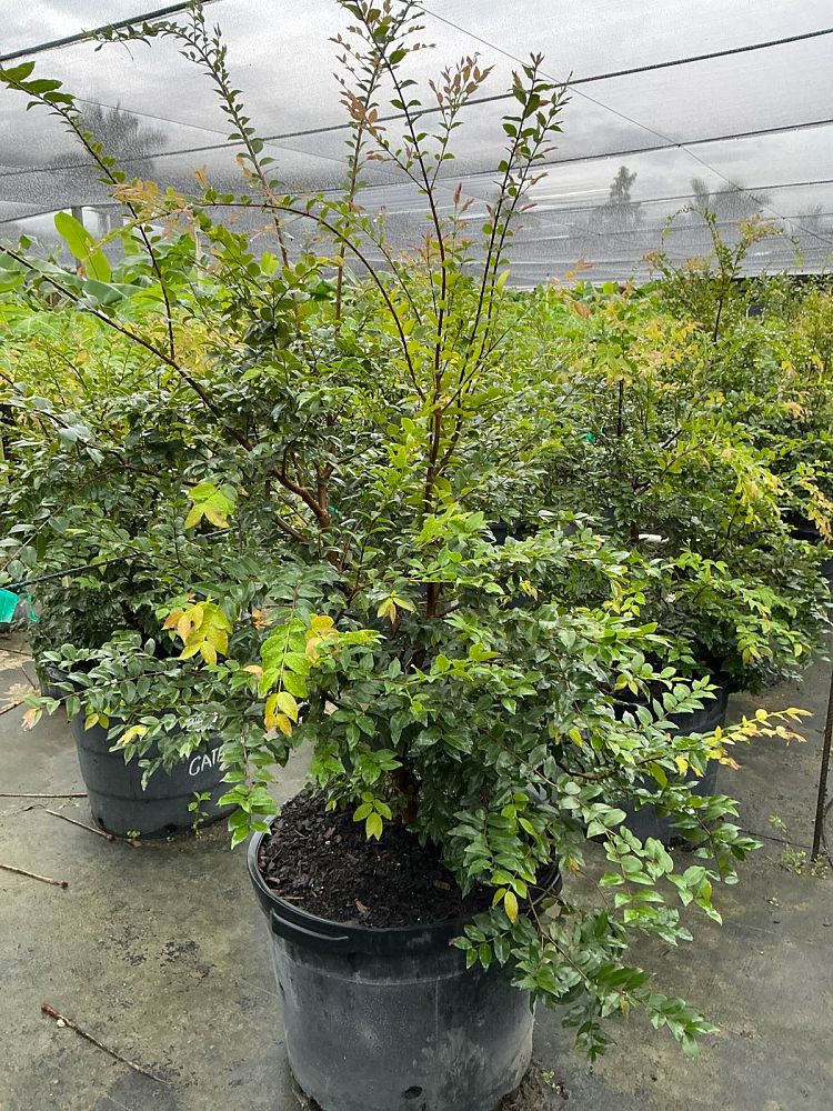 plinia-cauliflora-jaboticaba-myrciaria-cauliflora