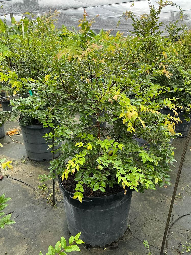 plinia-cauliflora-jaboticaba-myrciaria-cauliflora