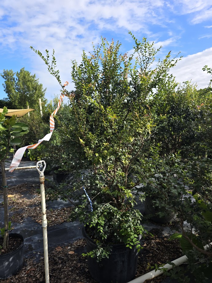 plinia-cauliflora-jaboticaba-myrciaria-cauliflora