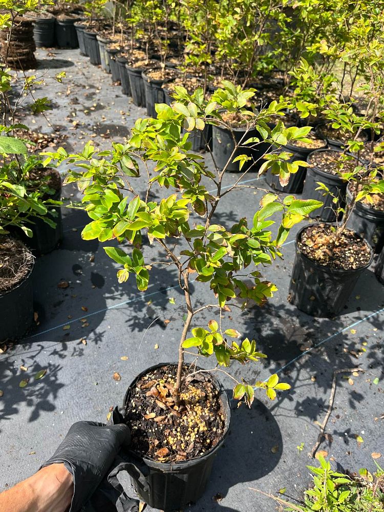 plinia-cauliflora-jaboticaba-myrciaria-cauliflora