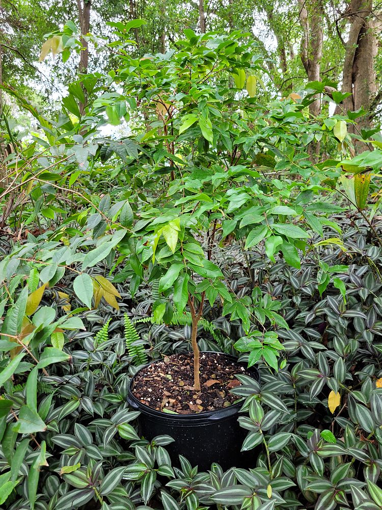 plinia-cauliflora-jaboticaba-myrciaria-cauliflora
