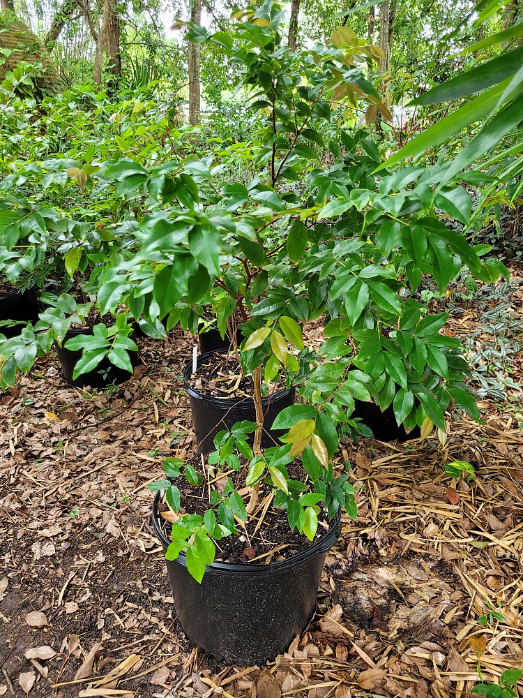plinia-cauliflora-jaboticaba-myrciaria-cauliflora
