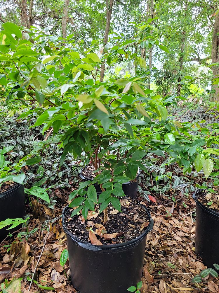 plinia-cauliflora-jaboticaba-myrciaria-cauliflora