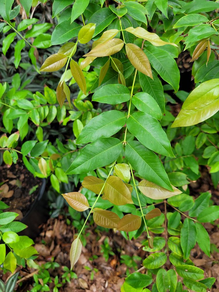 plinia-cauliflora-jaboticaba-myrciaria-cauliflora