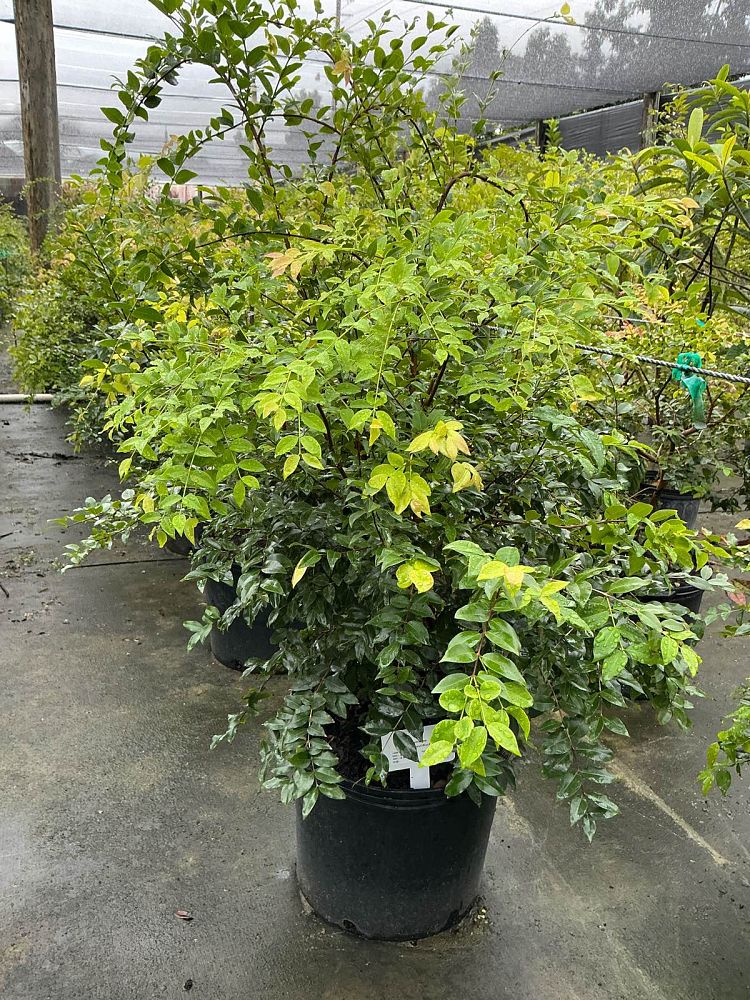 plinia-cauliflora-jaboticaba-myrciaria-cauliflora