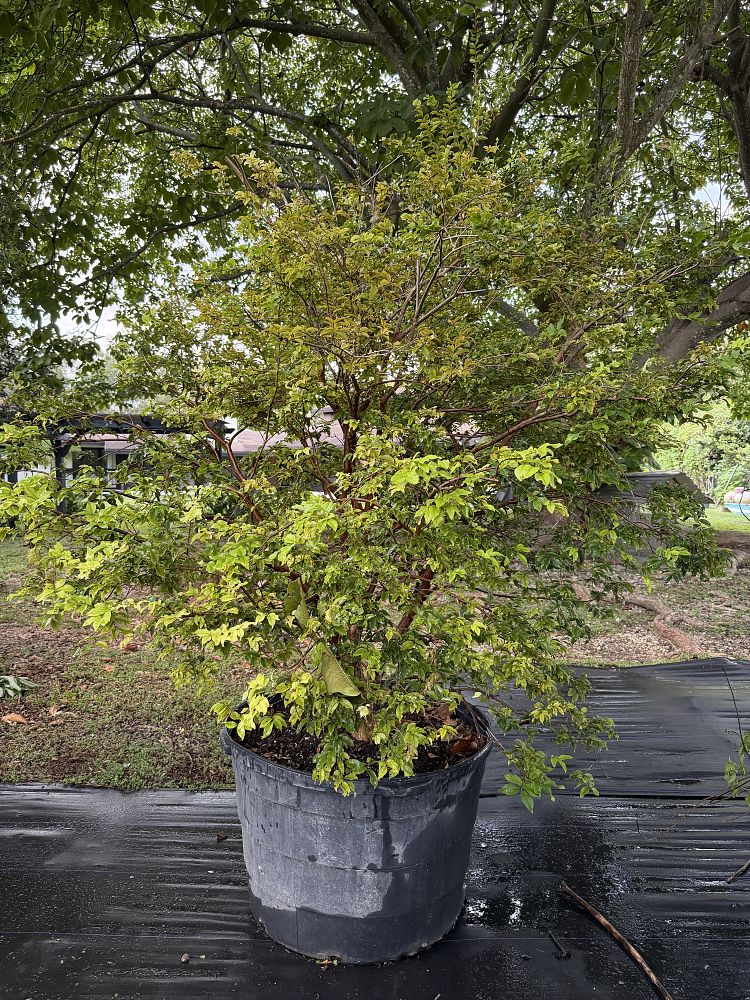 plinia-cauliflora-jaboticaba-myrciaria-cauliflora