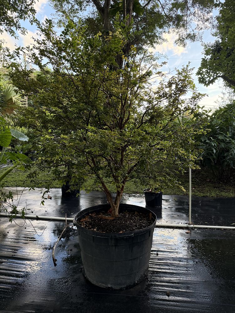 plinia-cauliflora-jaboticaba-myrciaria-cauliflora