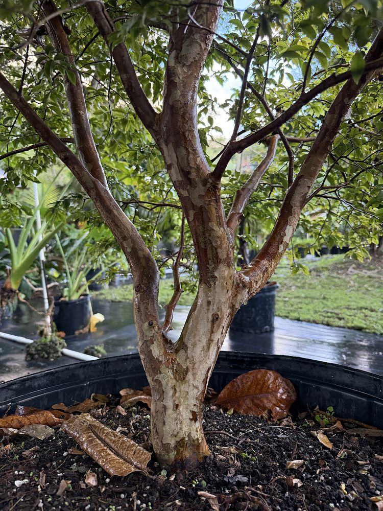 plinia-cauliflora-jaboticaba-myrciaria-cauliflora