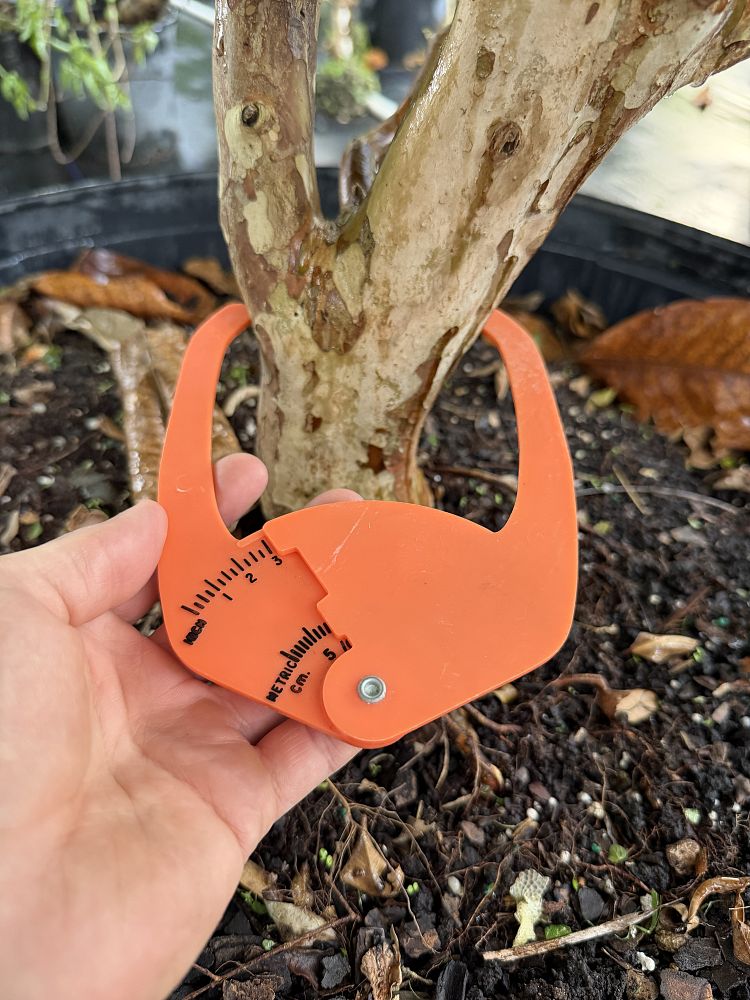 plinia-cauliflora-jaboticaba-myrciaria-cauliflora