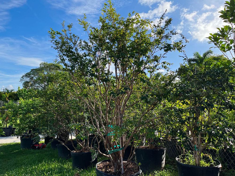 plinia-cauliflora-sabara-brazilian-grape-tree-jaboticaba-myrciaria-cauliflora