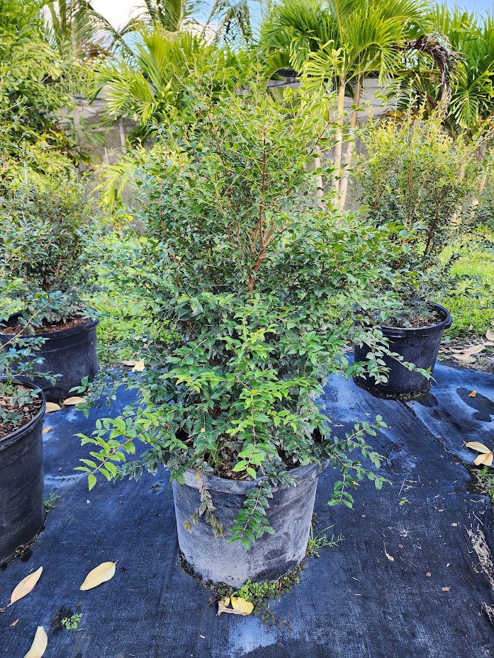 plinia-cauliflora-sabara-brazilian-grape-tree-jaboticaba-myrciaria-cauliflora