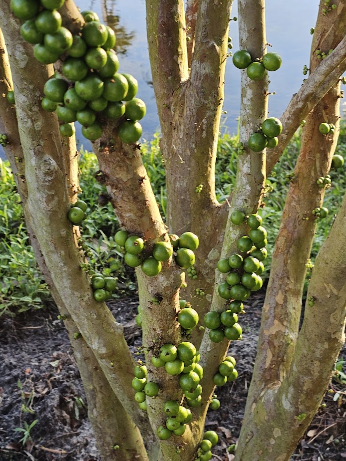 plinia-cauliflora-sabara-brazilian-grape-tree-jaboticaba-myrciaria-cauliflora