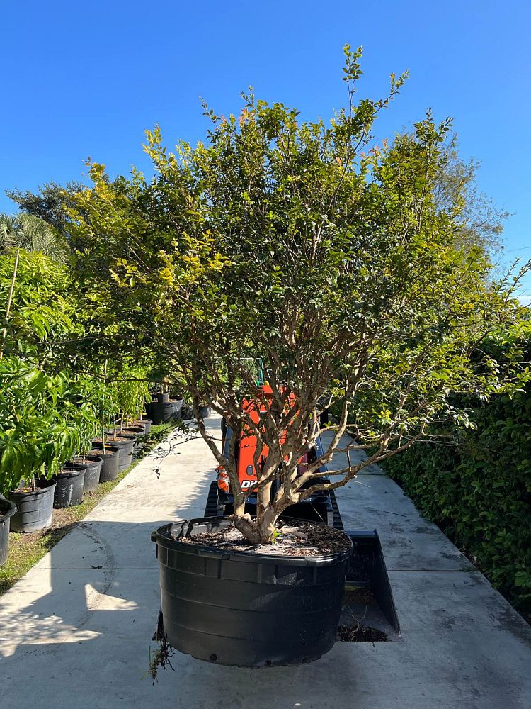 plinia-cauliflora-sabara-brazilian-grape-tree-jaboticaba-myrciaria-cauliflora
