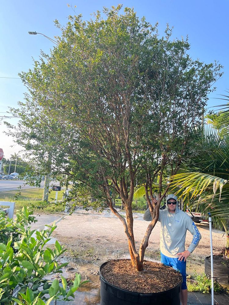 plinia-cauliflora-sabara-brazilian-grape-tree-jaboticaba-myrciaria-cauliflora
