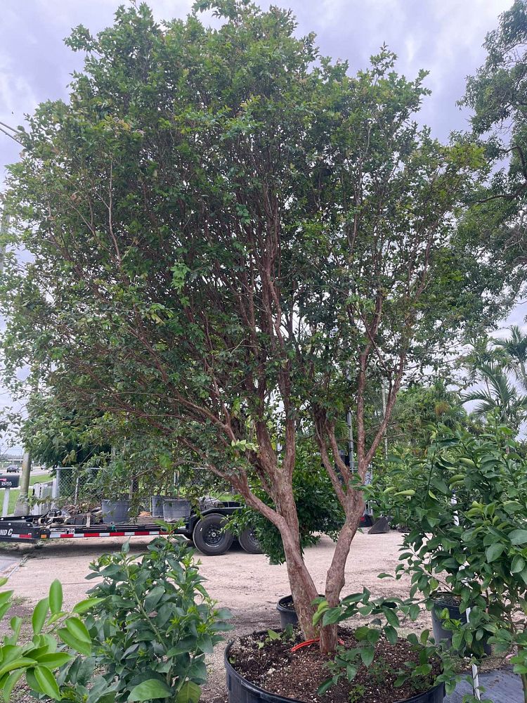 plinia-cauliflora-sabara-brazilian-grape-tree-jaboticaba-myrciaria-cauliflora