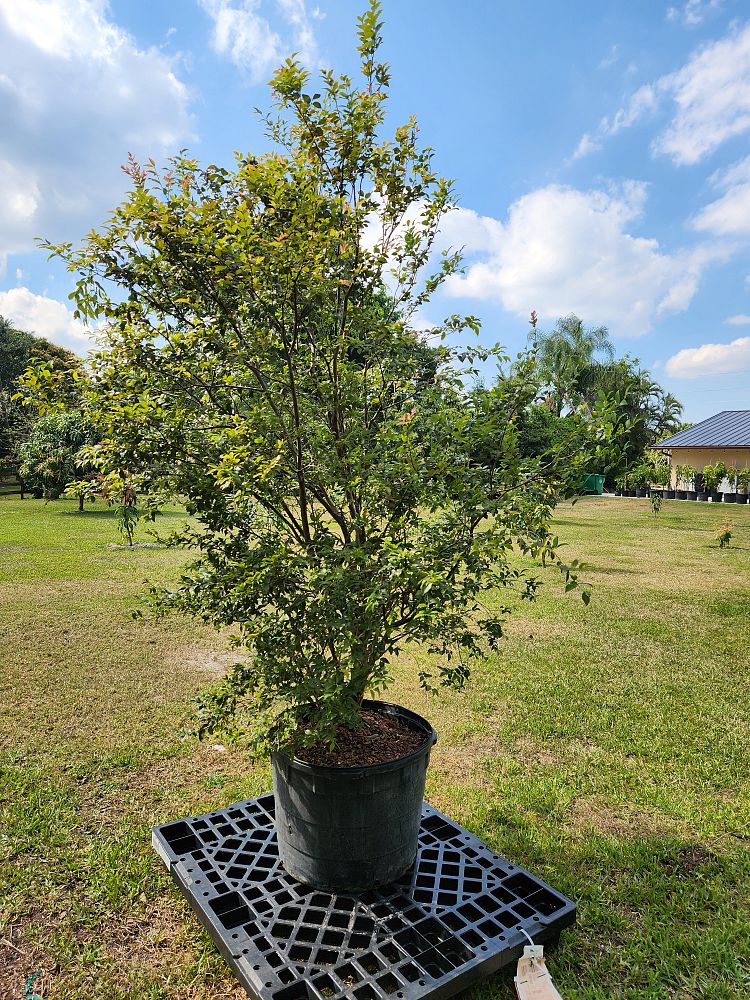 plinia-cauliflora-sabara-brazilian-grape-tree-jaboticaba-myrciaria-cauliflora