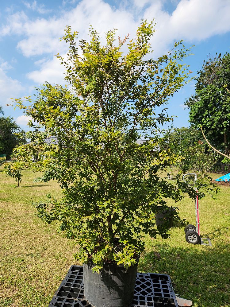 plinia-cauliflora-sabara-brazilian-grape-tree-jaboticaba-myrciaria-cauliflora