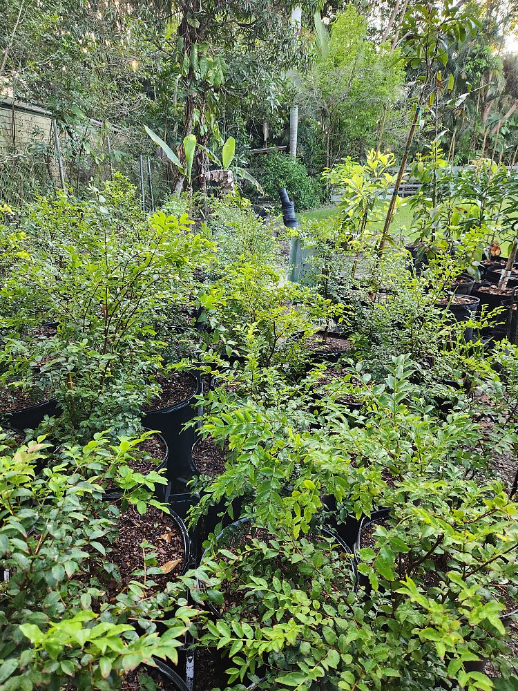 plinia-cauliflora-sabara-brazilian-grape-tree-jaboticaba-myrciaria-cauliflora