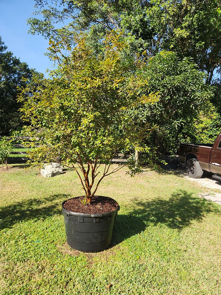 plinia-cauliflora-sabara-brazilian-grape-tree-jaboticaba-myrciaria-cauliflora