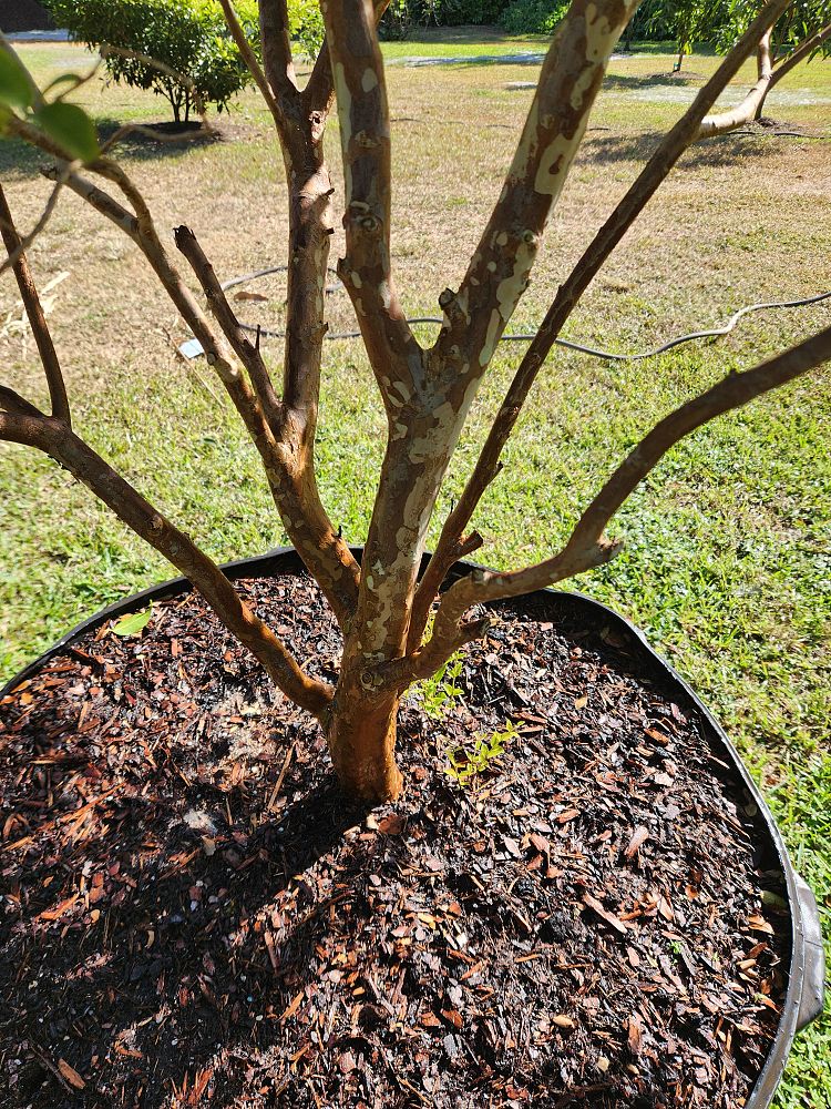 plinia-cauliflora-sabara-brazilian-grape-tree-jaboticaba-myrciaria-cauliflora