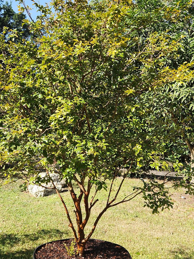 plinia-cauliflora-sabara-brazilian-grape-tree-jaboticaba-myrciaria-cauliflora