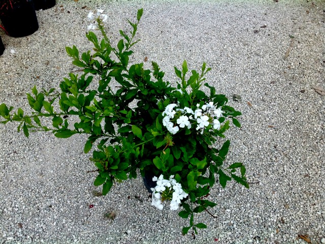 plumbago-auriculata-alba-cape-leadwort-white
