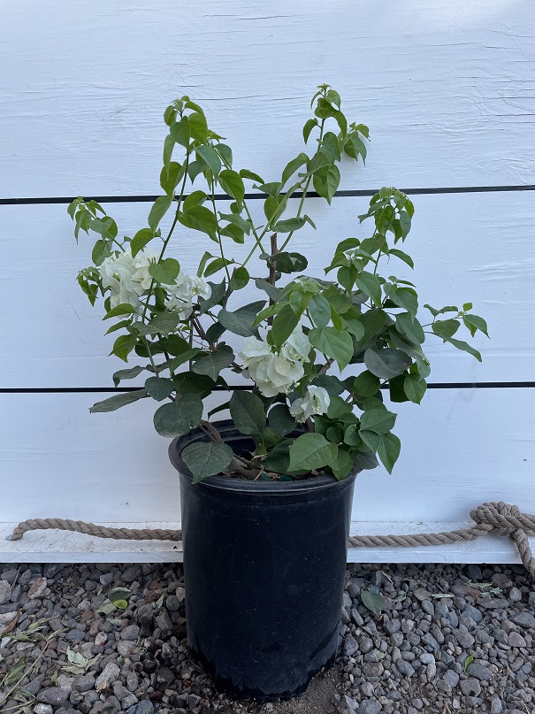 plumbago-auriculata-alba-cape-leadwort-white