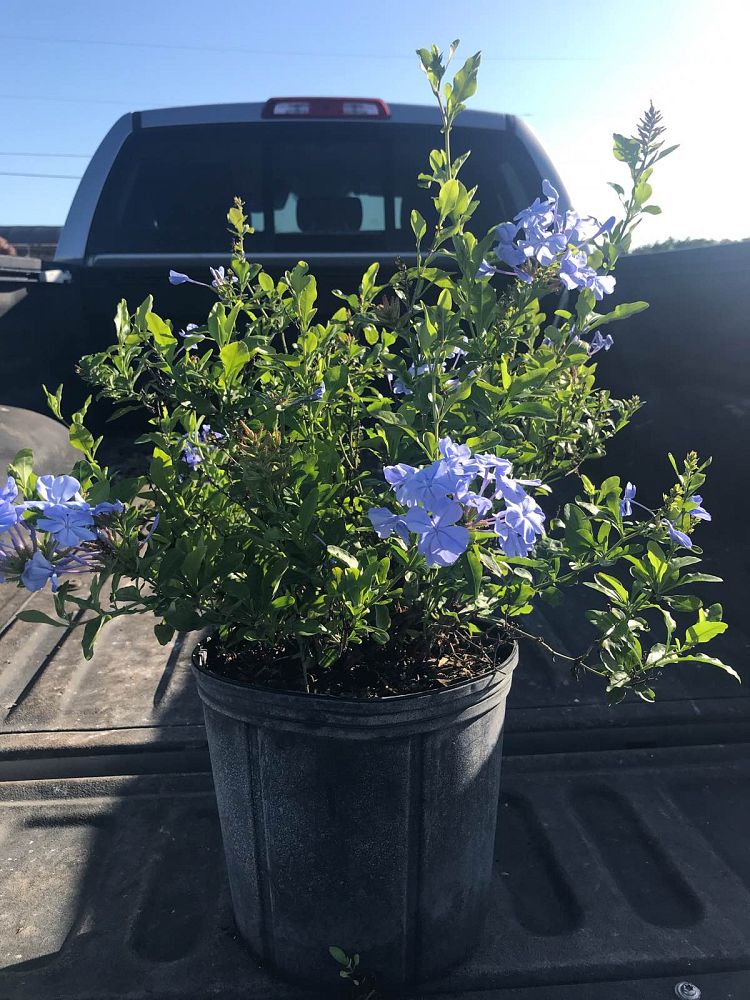 plumbago-auriculata-alba-cape-leadwort-white