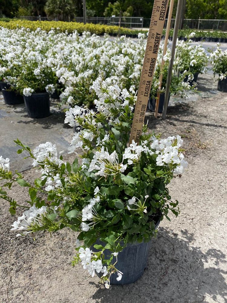 plumbago-auriculata-alba-cape-leadwort-white