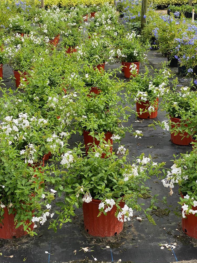 plumbago-auriculata-alba-cape-leadwort-white