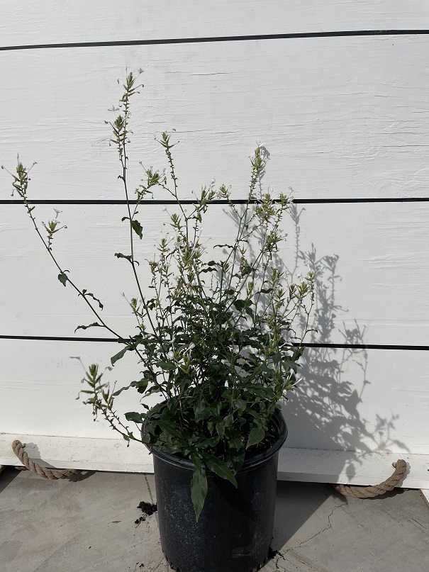 plumbago-auriculata-alba-cape-leadwort-white
