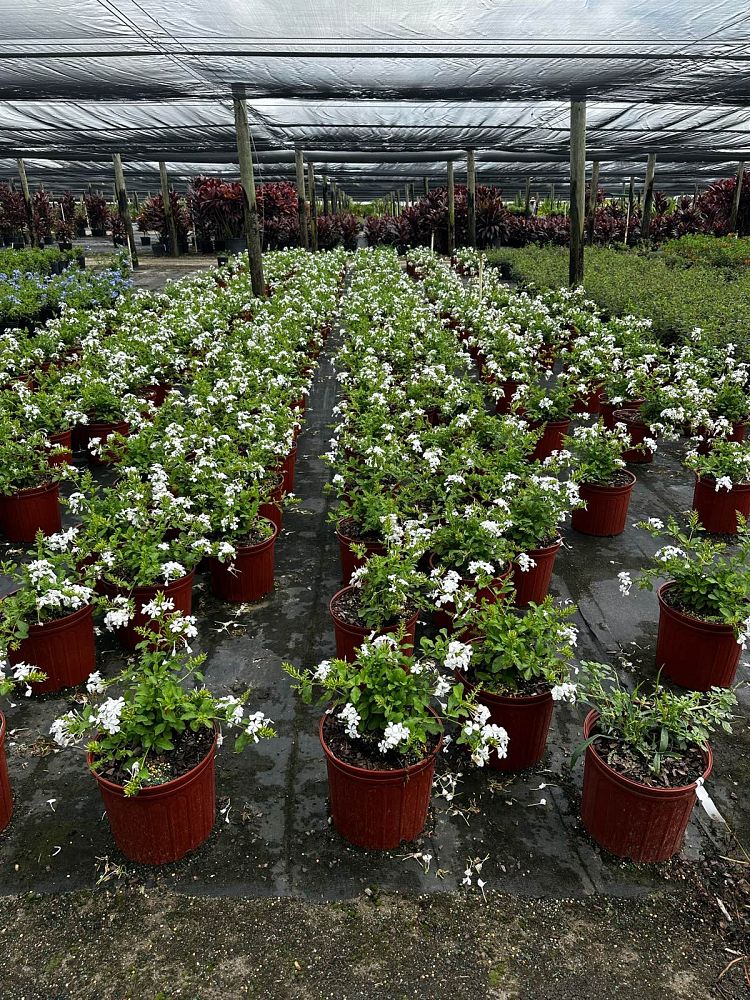 plumbago-auriculata-alba-cape-leadwort-white