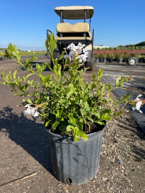 plumbago-auriculata-alba-cape-leadwort-white