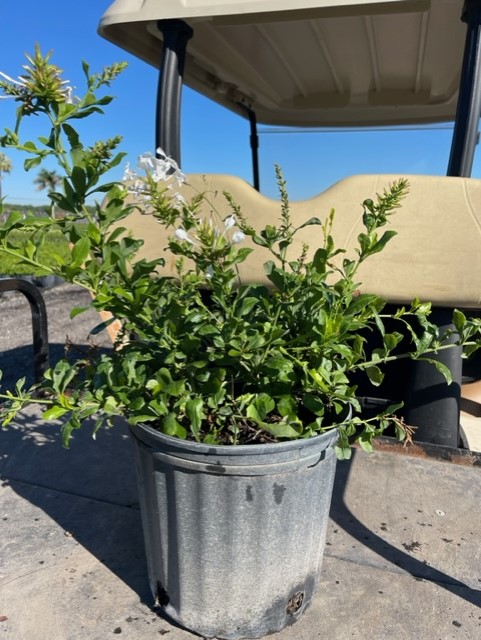 plumbago-auriculata-alba-cape-leadwort-white