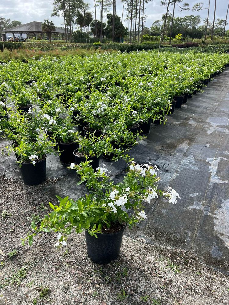 plumbago-auriculata-alba-cape-leadwort-white