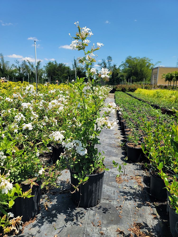 plumbago-auriculata-alba-cape-leadwort-white