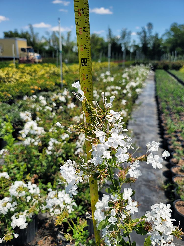 plumbago-auriculata-alba-cape-leadwort-white