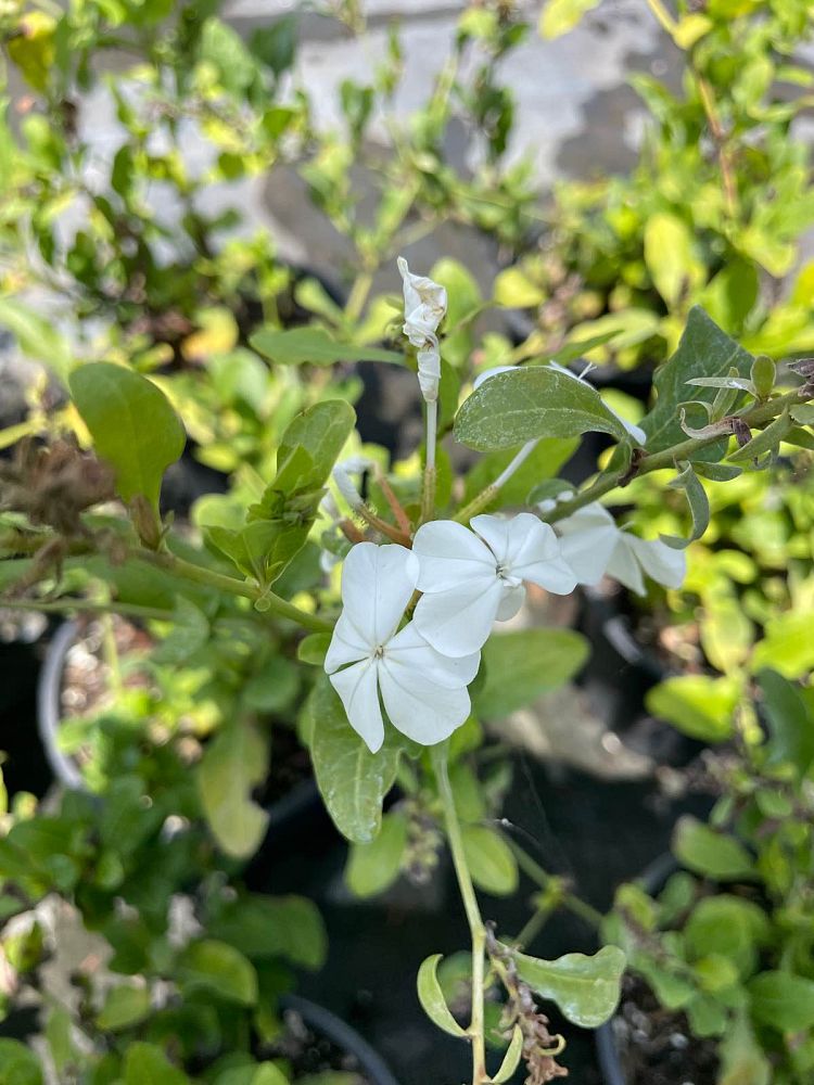 plumbago-auriculata-alba-cape-leadwort-white