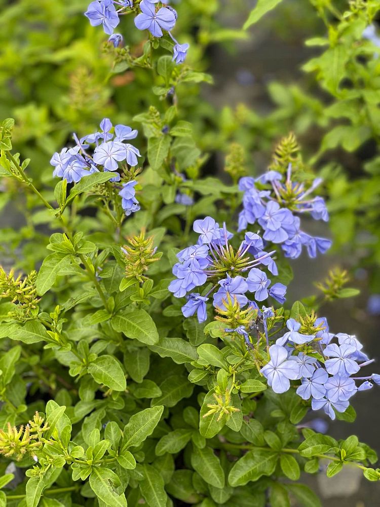 plumbago-auriculata-blue-escape-cape-leadwort