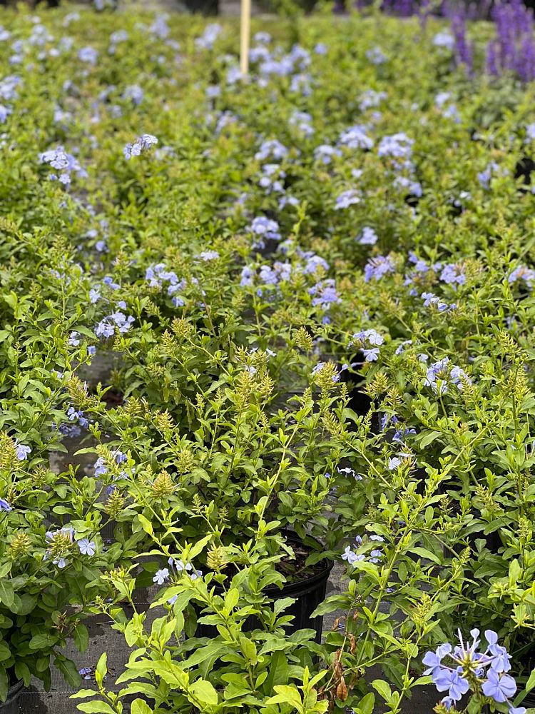 plumbago-auriculata-blue-escape-cape-leadwort